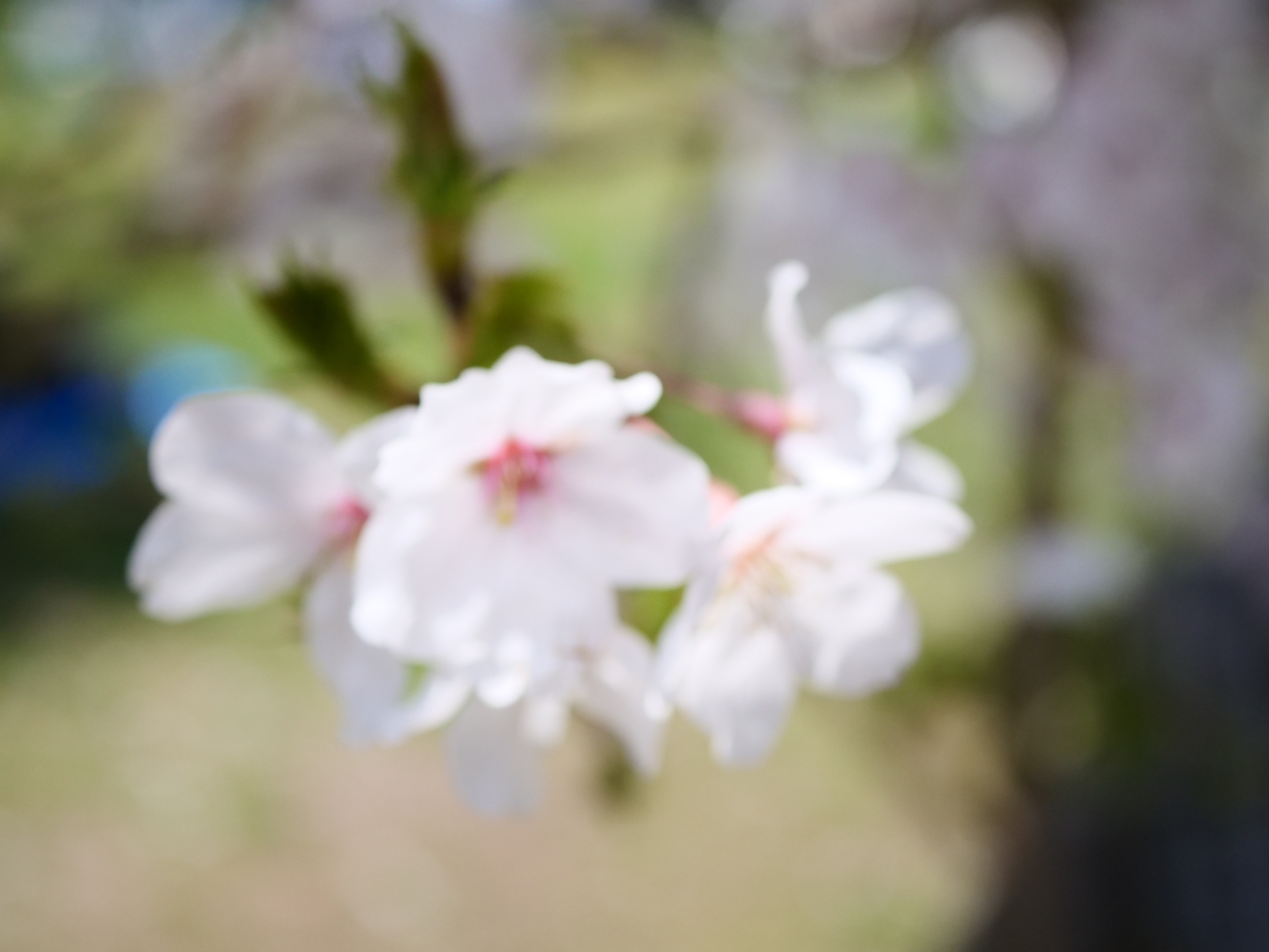 春の桜撮影 #3 大阪城公園